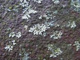 Phaeophyscia pusilloides image