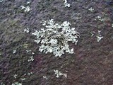 Phaeophyscia pusilloides image