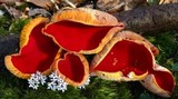 Sarcoscypha austriaca image