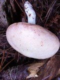 Rhodocollybia maculata var. scorzonerea image