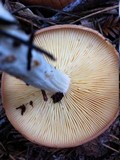 Rhodocollybia maculata var. scorzonerea image