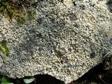 Verrucaria muralis image