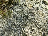 Verrucaria muralis image