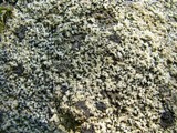 Verrucaria muralis image