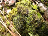 Placynthiella uliginosa image