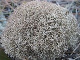 Cladonia rangiformis image