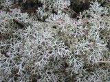 Cladonia portentosa image