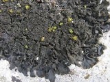 Blennothallia crispa image