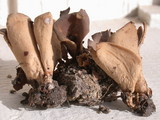 Otidea bufonia image