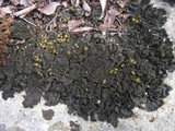 Blennothallia crispa image