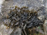 Collema fuscovirens image
