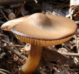 Entoloma vernum image