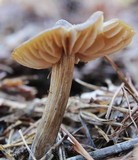 Entoloma vernum image