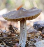 Entoloma vernum image