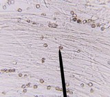 Entoloma vernum image