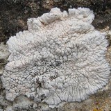 Lobothallia alphoplaca image