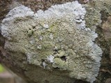 Diploicia canescens image