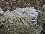 Diploicia canescens image