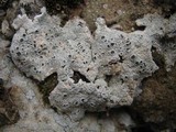 Diploschistes scruposus image