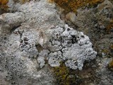 Acarospora nodulosa image