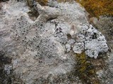 Diploschistes scruposus image