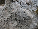 Diploschistes scruposus image