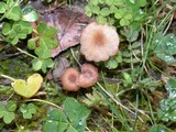 Contumyces rosellus image