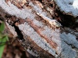 Resupinatus urceolatus image