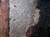 Resupinatus urceolatus image