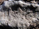 Biscogniauxia atropunctata image