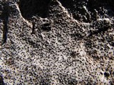 Biscogniauxia atropunctata image