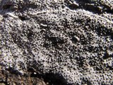 Biscogniauxia atropunctata image