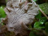 Arrhenia retiruga image