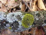 Xanthomendoza hasseana image