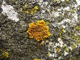 Xanthoria ulophyllodes image