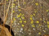 Candelaria concolor image