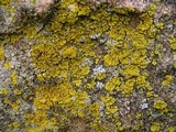 Candelaria concolor image