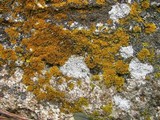 Xanthoria weberi image