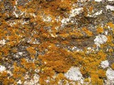 Xanthoria weberi image
