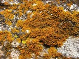 Xanthoria weberi image