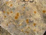 Caloplaca feracissima image