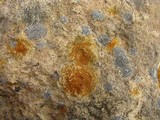 Caloplaca feracissima image