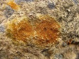 Caloplaca feracissima image