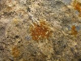Caloplaca feracissima image