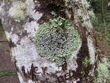 Menegazzia subsimilis image
