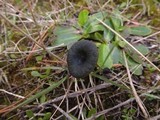 Arrhenia chlorocyanea image
