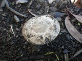 Amanita ochrophylloides image