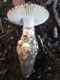 Amanita ochrophylloides image