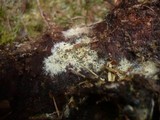 Amphinema byssoides image