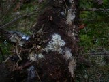 Amphinema byssoides image